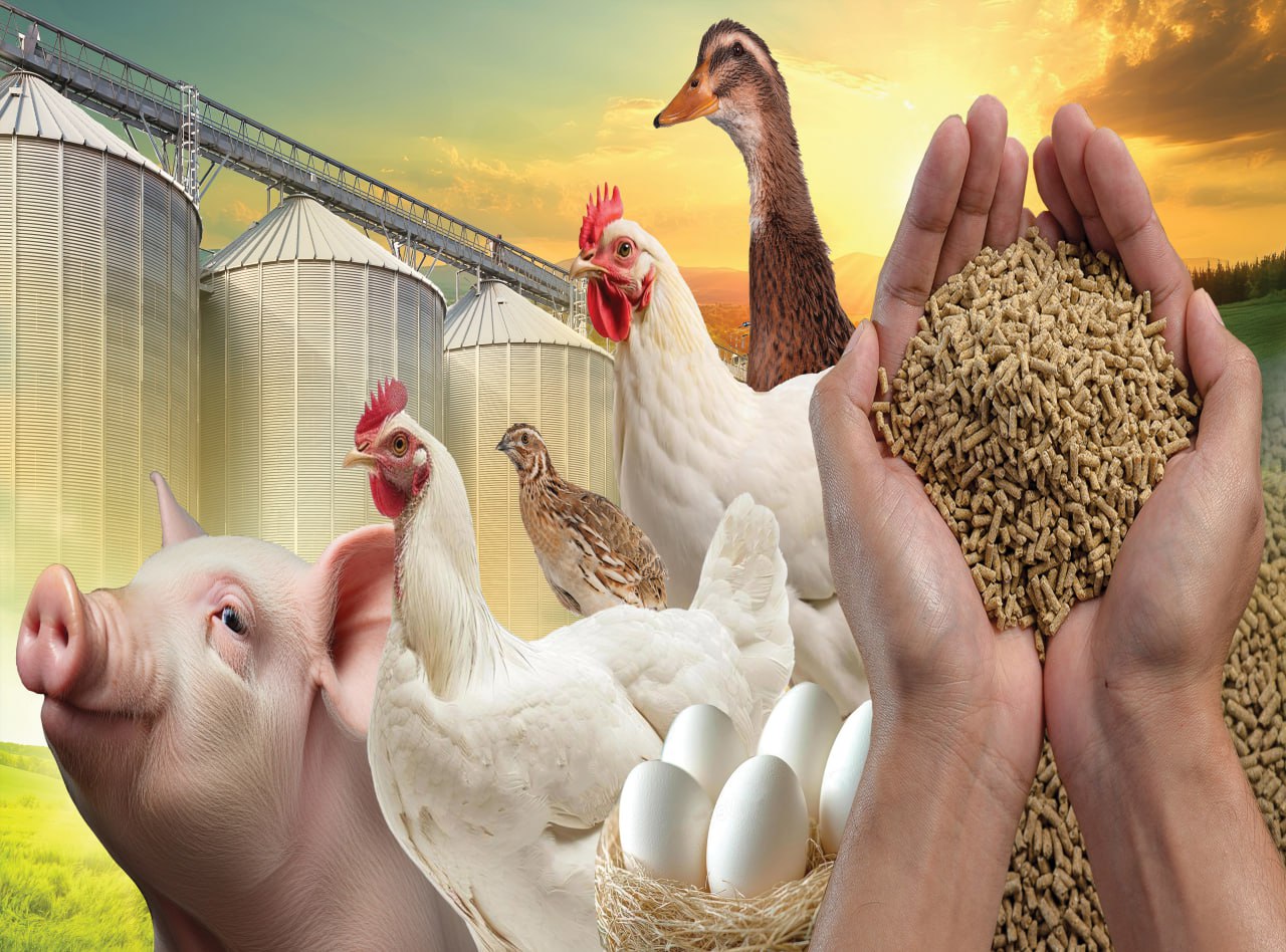 Premium Feeds product display